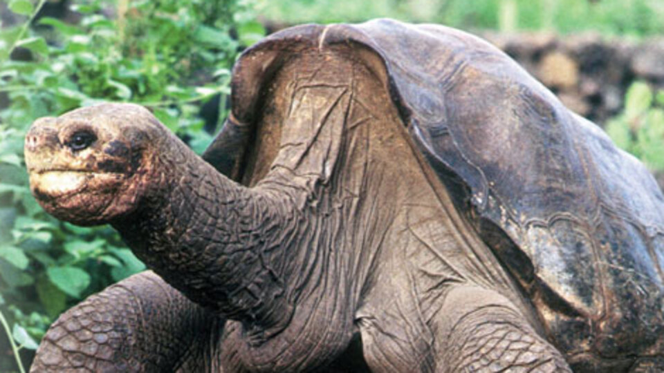 George ölünce soyları tükendi!