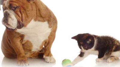 Kedi ve köpeklere T.C. kimlik no!