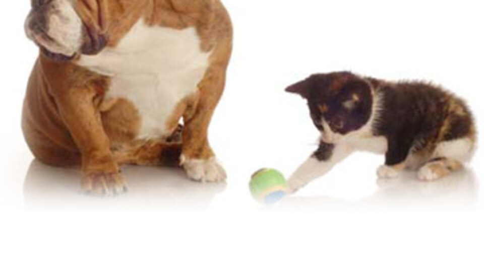 Kedi ve köpeklere T.C. kimlik no!