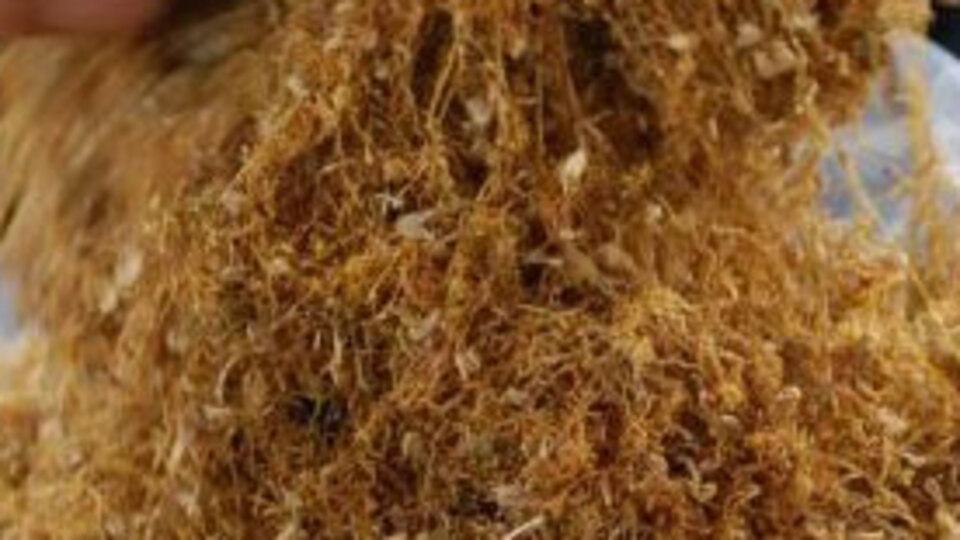 Tütün, 4 bin yıldır insanları zehirliyor