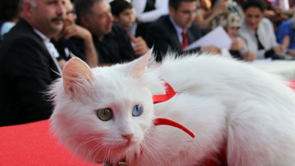 Kedi güzellik yarışması!
