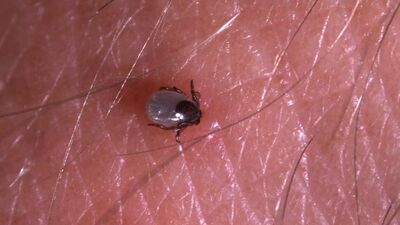 İstanbul'un 'kene'si farklı!