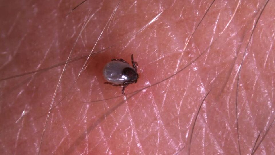 İstanbul'un 'kene'si farklı!