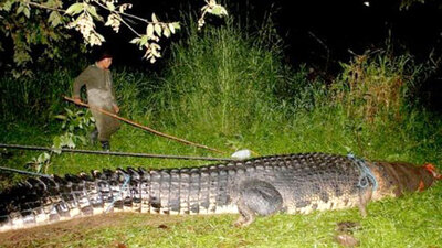 İşte dünyanın en büyük timsahı