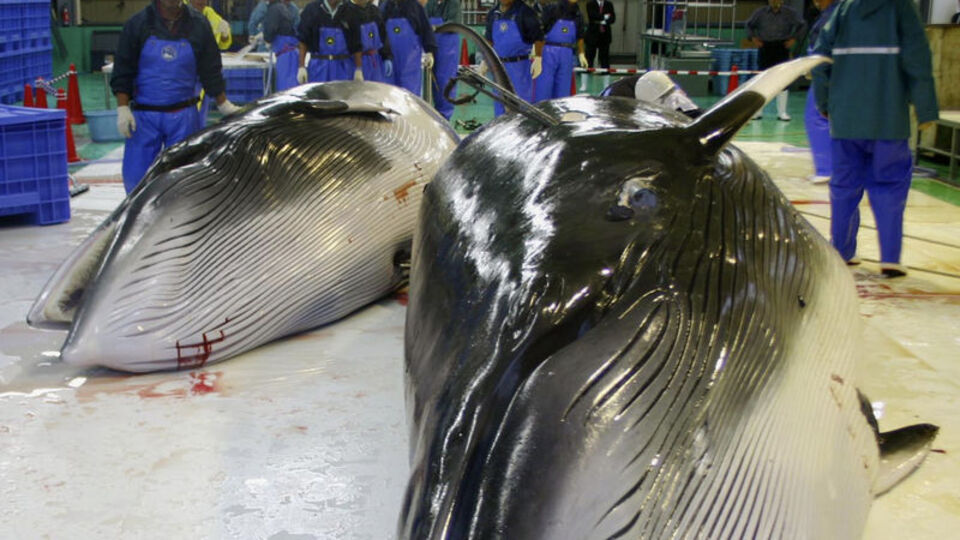 Balina katliamını durduracak haber!