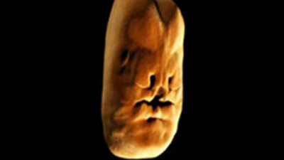 İnsanın yüzü böyle oluşuyor!