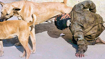 Aç kalan çocuğu köpek emzirdi