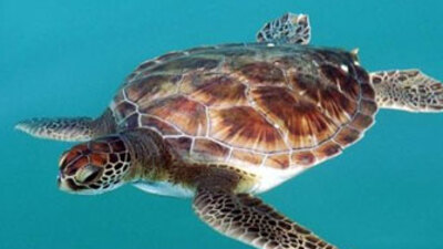 Deniz kaplumbağaları Türkiye'yi seviyor!