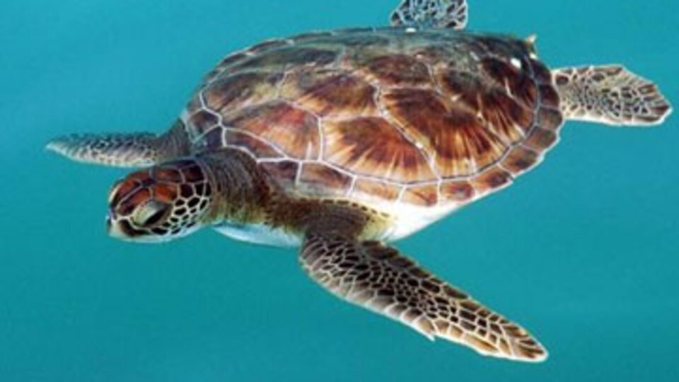 Deniz kaplumbağaları Türkiye'yi seviyor!