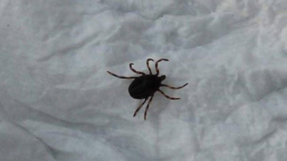 Sağlık Bakanlığı'ndan kene alarmı!