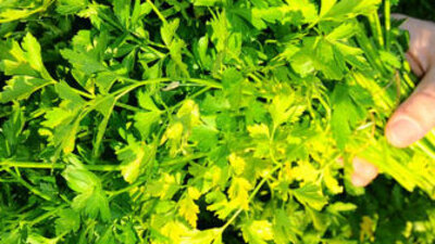 Oruç tutanlar dikkat !