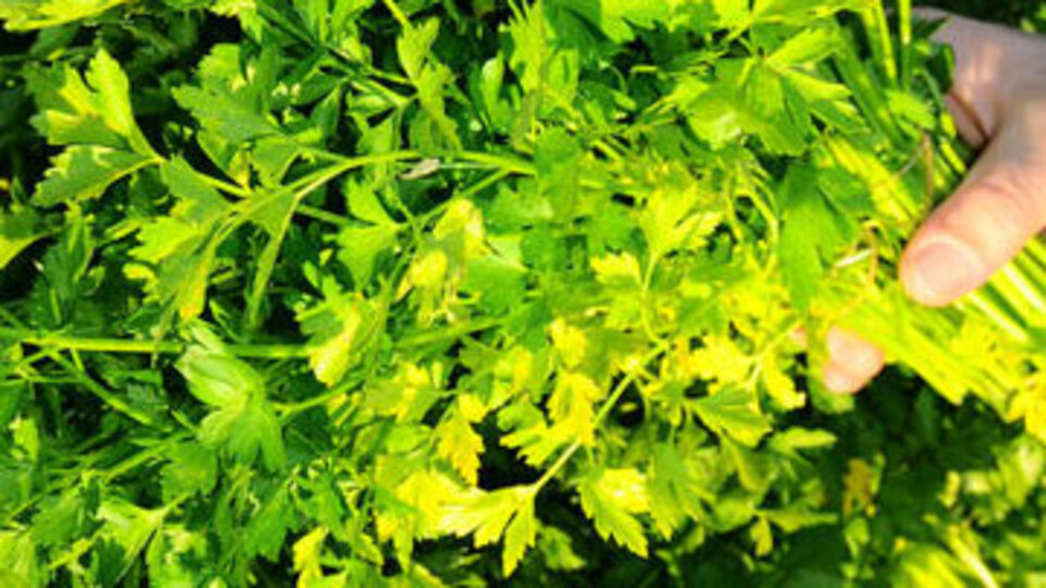 Oruç tutanlar dikkat !