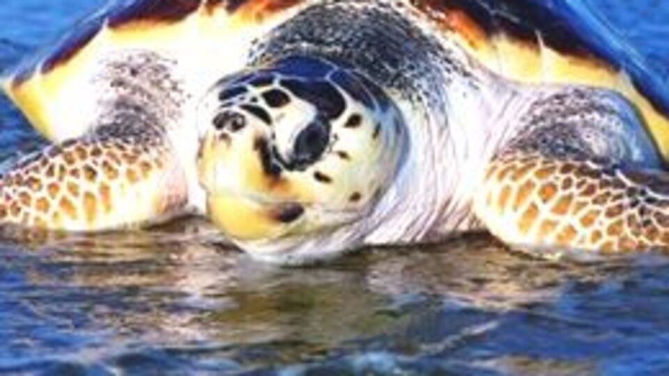 Çiftleşemediği için saldırmış