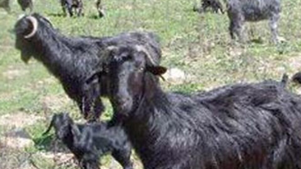 Keçiler 25 milyon lirayı kaçırttı!