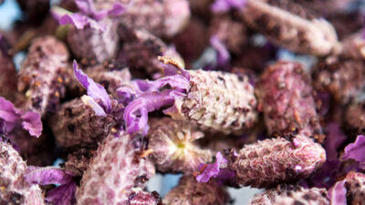 'Karabaş otu'nun faydaları bitmiyor