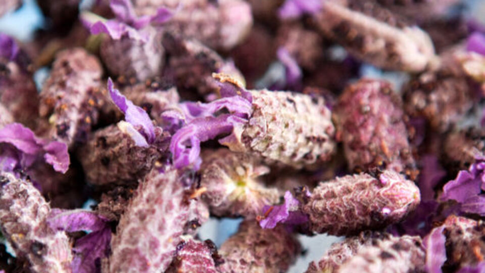 'Karabaş otu'nun faydaları bitmiyor