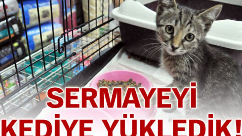 Sermayeyi kediye yükledik!
