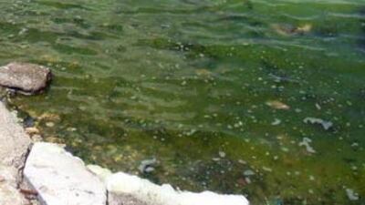 Küçükçekmece Gölü'nde korkutan gelişme