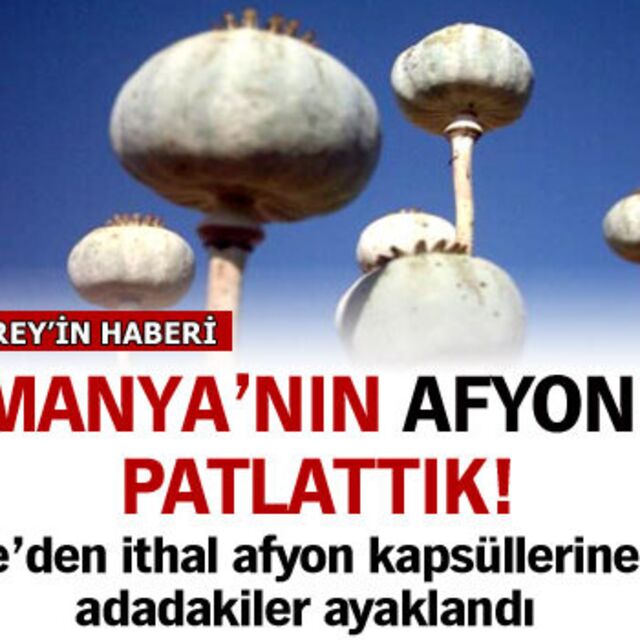Tazmanya'nın afyonunu patlattık!