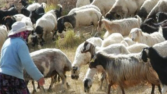 Hayvan başına 300 lira destek