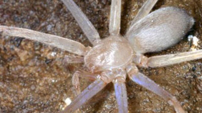 Gözsüz beyaz dev örümcek bulundu