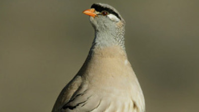 Akıllara durgunluk veren yaralama!