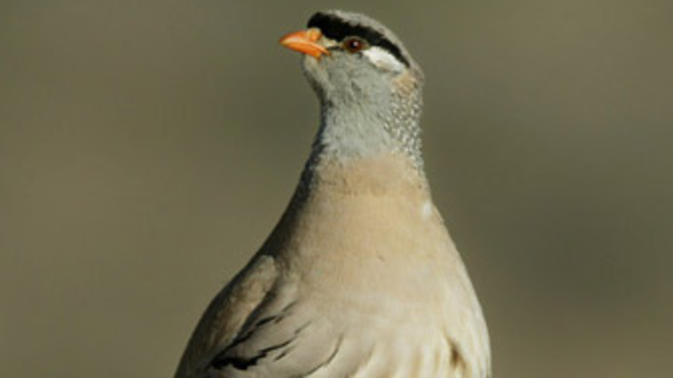 Akıllara durgunluk veren yaralama!