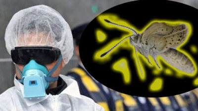 Mutant kelebek alarmı!