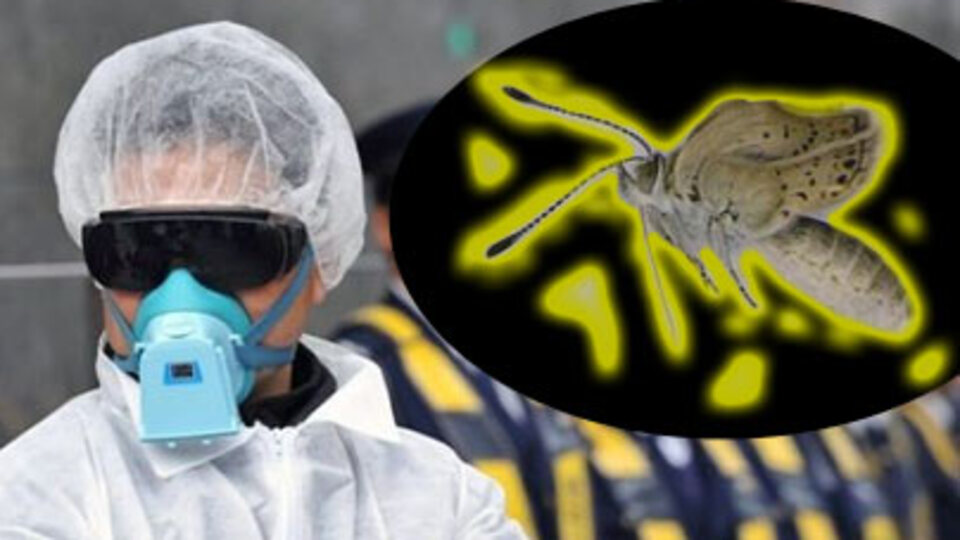 Mutant kelebek alarmı!