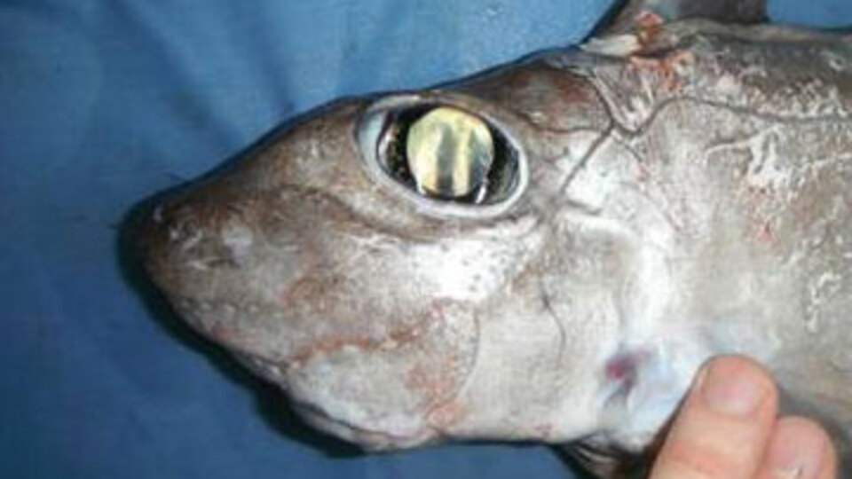 Yeni köpekbalığı türleri keşfedildi