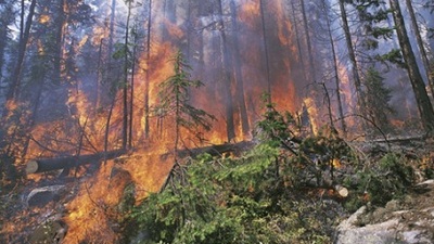 Türkiye-Suriye sınırında yangın