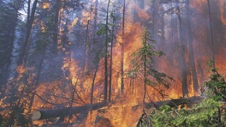 Türkiye-Suriye sınırında yangın