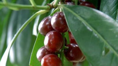 Her derde deva 'karayemiş'