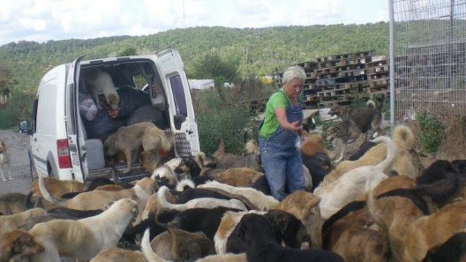 Onlar sahipsiz hayvanların sahipleri oldu