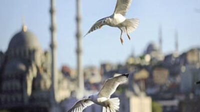 İstanbul'da 'kuş' araştırması!