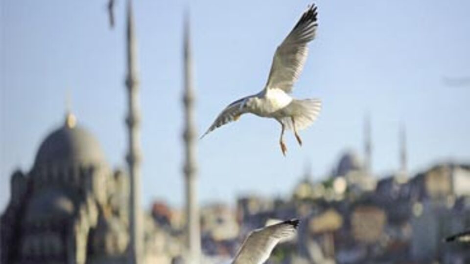 İstanbul'da 'kuş' araştırması!