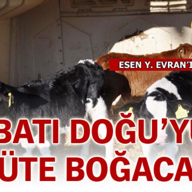 Batının en büyüğü Doğu'yu süte boğacak!