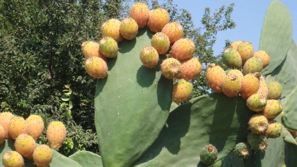 'Kaynana dili' strese iyi geliyor