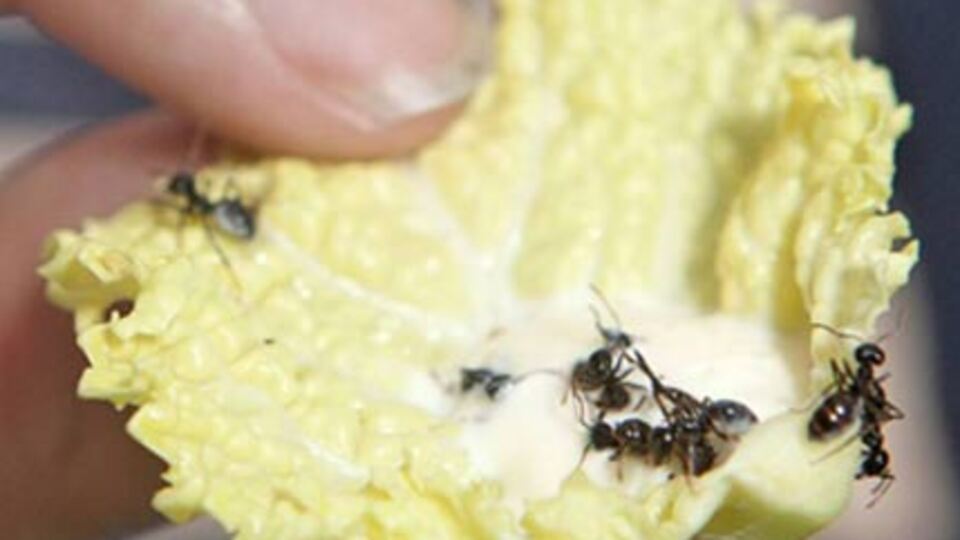 Bir garip tartışma