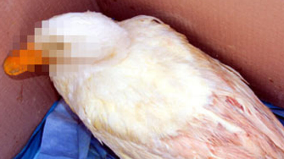 O ördeğin sahibi konuştu