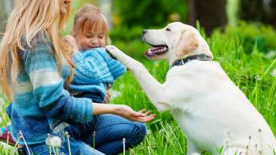 'Hayvan destekli tedavi'