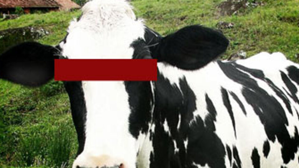 Ördekten sonra şimdi de inek!