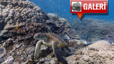 Google sualtına indi!