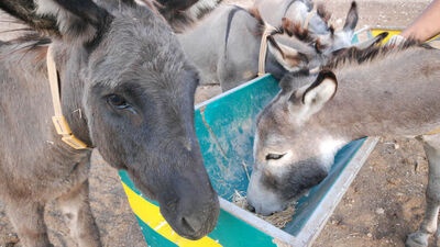 Litresi 100 liraya eşek sütü!