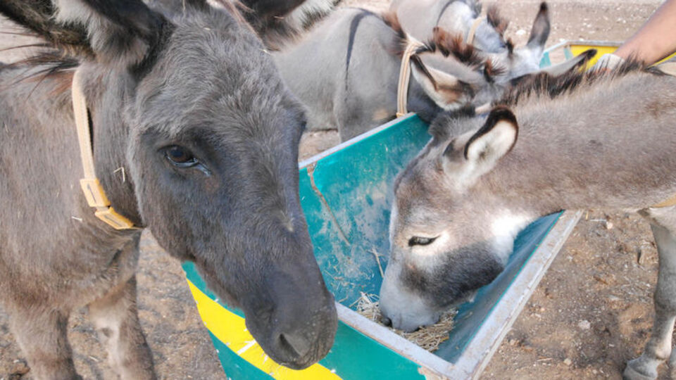 Litresi 100 liraya eşek sütü!