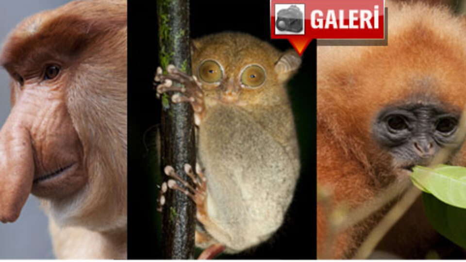 Bu son görüşünüz olabilir!