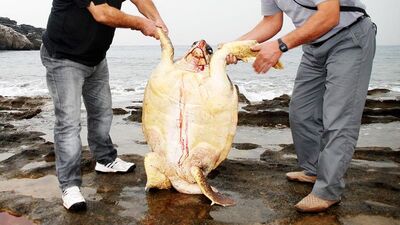 Bu nasıl vahşet!? 13+