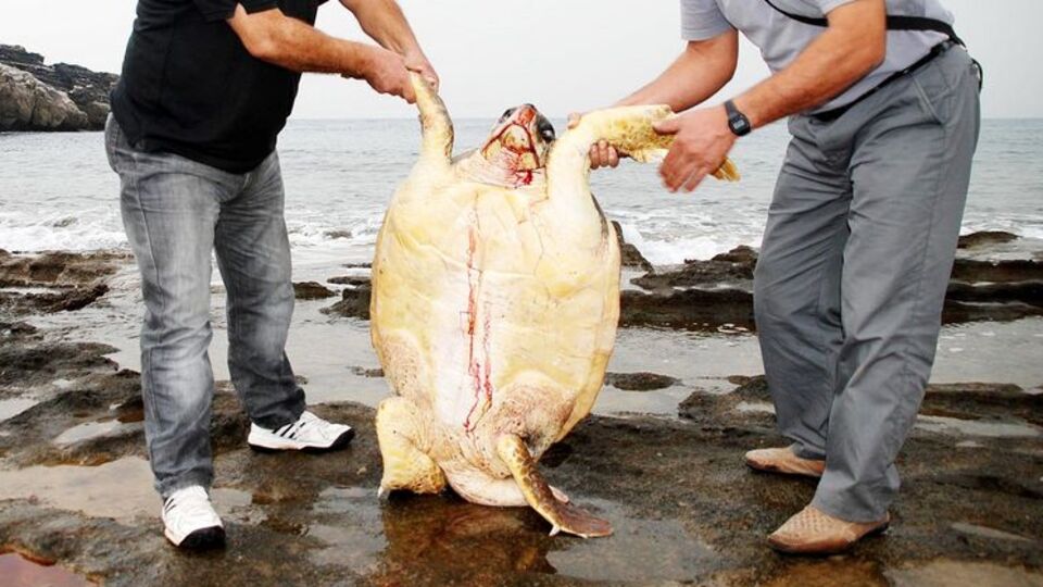 Bu nasıl vahşet!? 13+