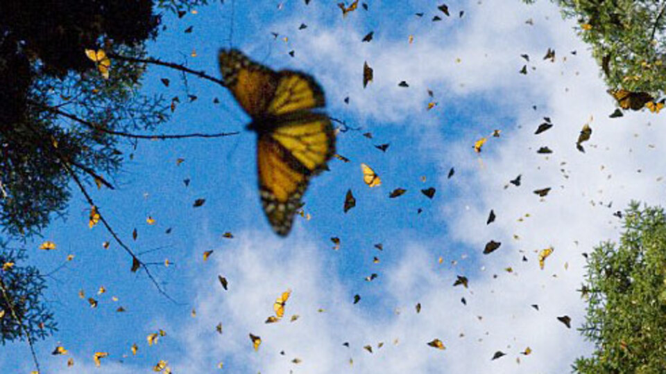 Siz hiç kelebek ağacı gördünüz mü?