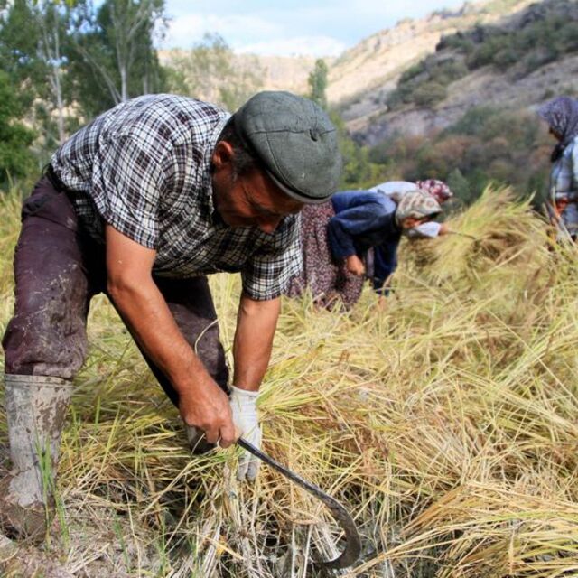 Karakılçık'ın kilosu 10 TL